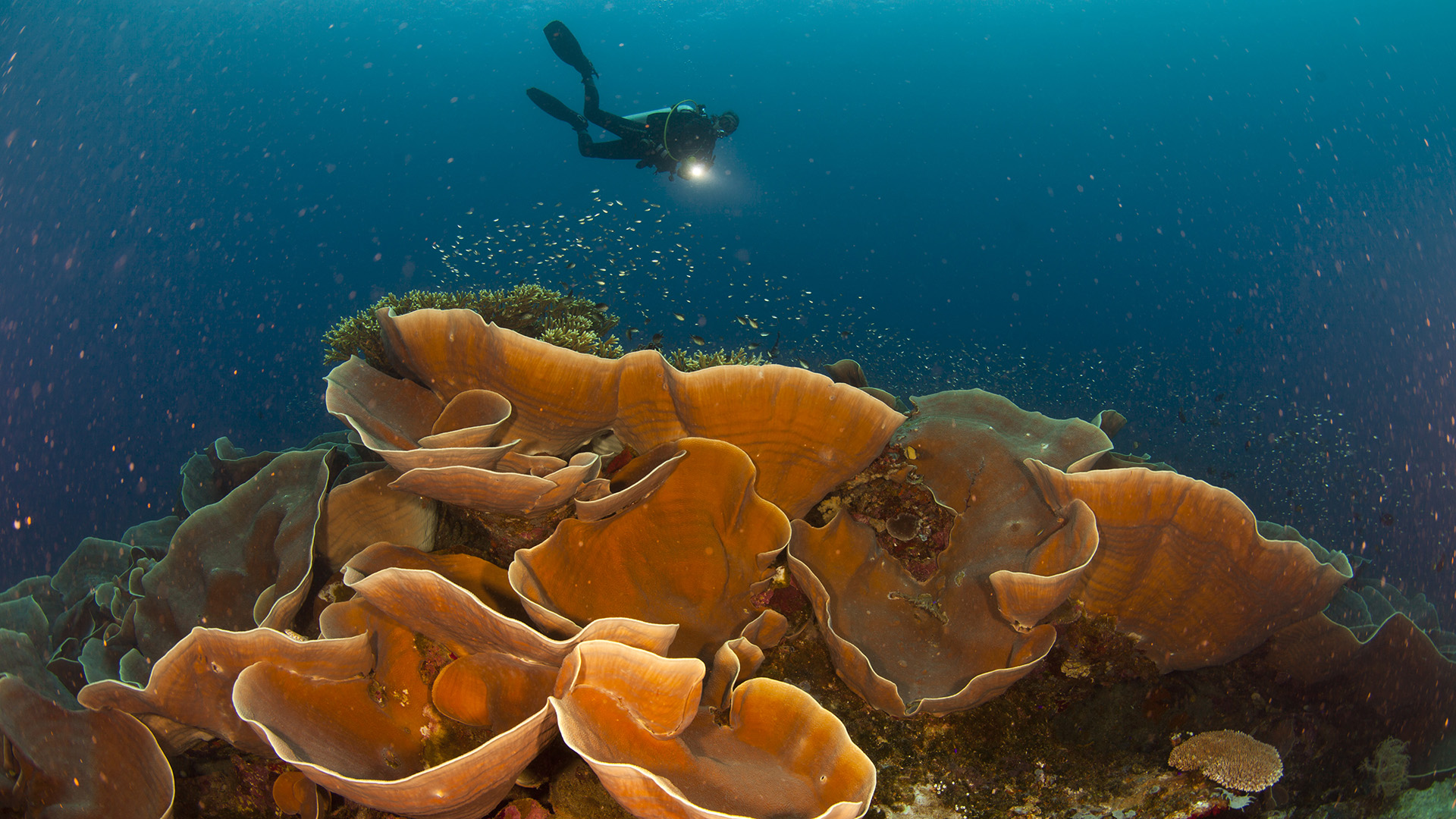 Help save and restore the oceans and coral reefs