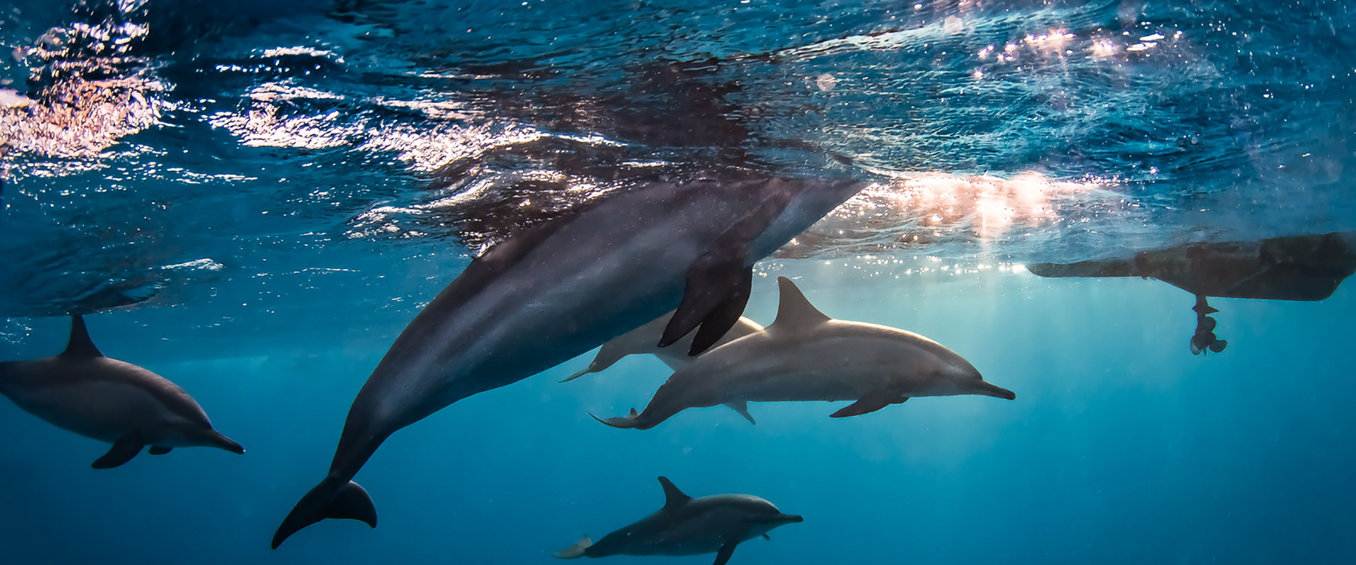 Iconic dolphins – behind the scenes