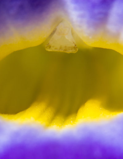 Guy Chaumette Fine Art - Abstract Art - Aquatic