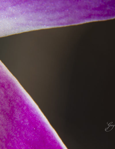 Guy Chaumette Fine Art - Abstract Art - Entrejambe