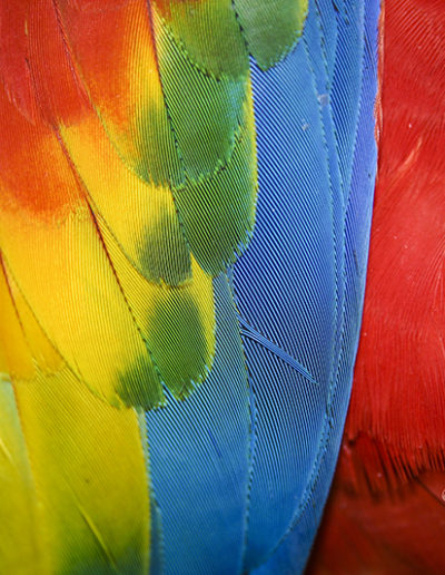 Guy Chaumette Fine Art - Abstract Art - Feather rainbow 1