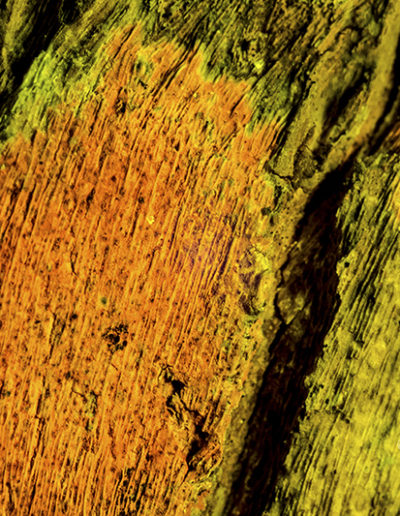 Guy Chaumette Fine Art - Abstract Art - Fluo bark