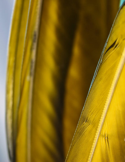 Guy Chaumette Fine Art - Abstract Art - Gold blades 1