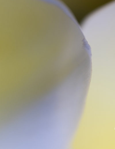 Guy Chaumette Fine Art - Abstract Art - Keylime