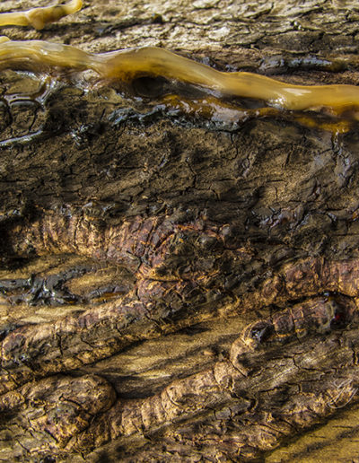 Guy Chaumette Fine Art - Abstract Art - Mud slide 1