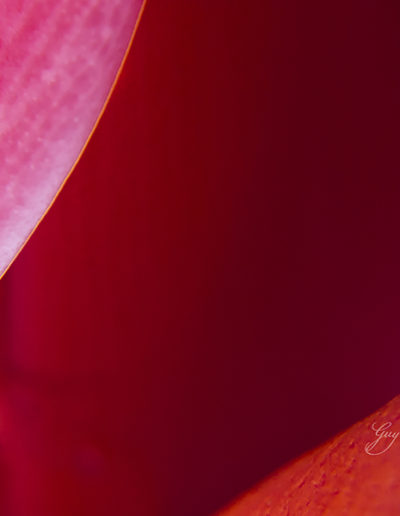 Guy Chaumette Fine Art - Abstract Art - Pink Opening 1