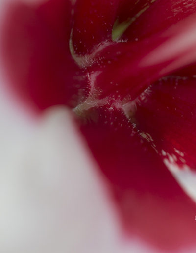 Guy Chaumette Fine Art - Abstract Art - Shot