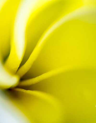 Guy Chaumette Fine Art - Abstract Art - Sweet