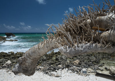 Fine Art - Guy Chaumette - islands - Knotty