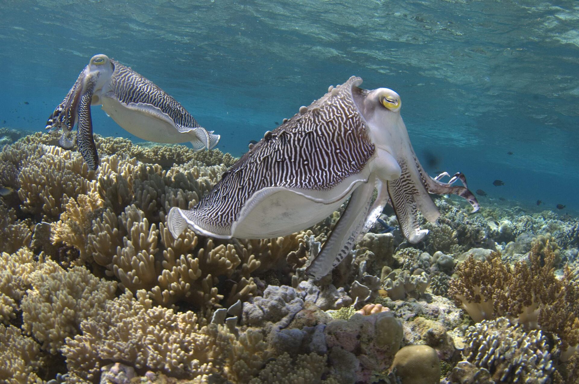 Cuttlefish Camouflage