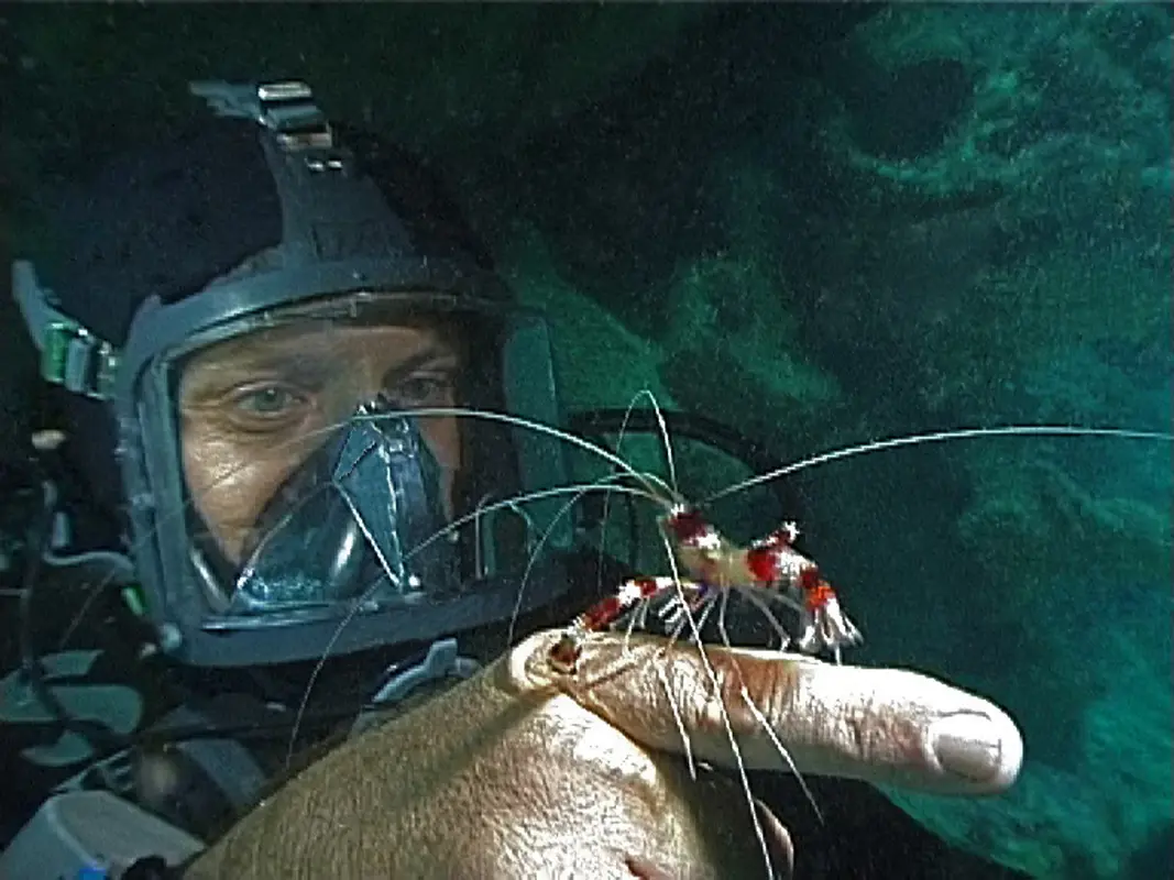 Guy Chaumette Liquid Motion Underwater Filmmakers Pro Underwater CInematographers Professional Underwater Videographers Photographers Artists - Underwater Filmmaking Marine Life &amp; Animal Behaviour Location Specialist