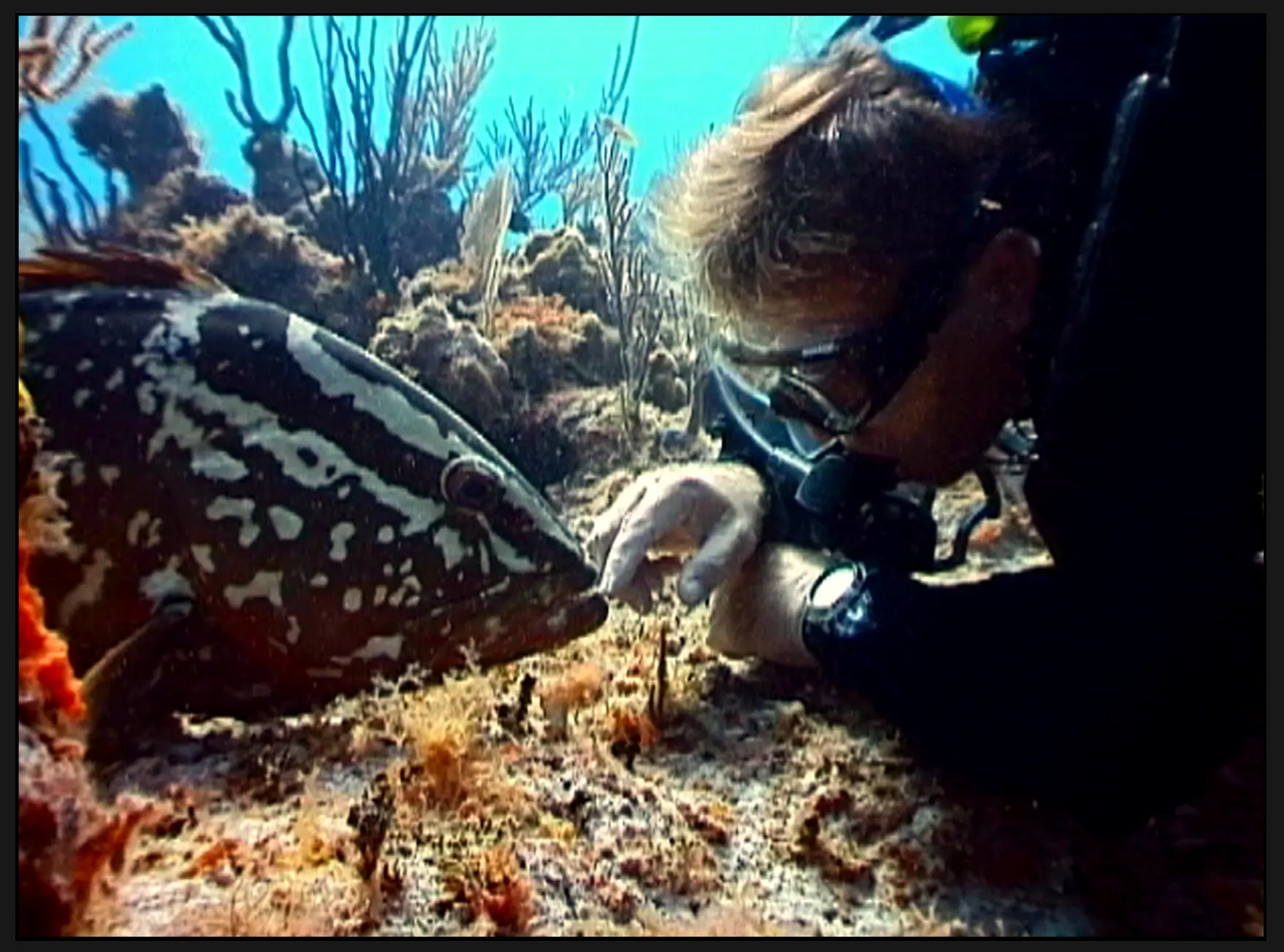 Guy Chaumette Liquid Motion Underwater Filmmakers Pro Underwater CInematographers Professional Underwater Videographers Photographers Artists - Underwater Filmmaking Marine Life & Animal Behaviour Expert